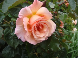 English Rose (another one)